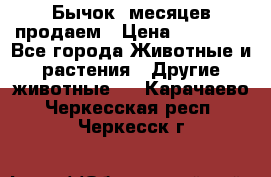 Бычок 6месяцев продаем › Цена ­ 20 000 - Все города Животные и растения » Другие животные   . Карачаево-Черкесская респ.,Черкесск г.